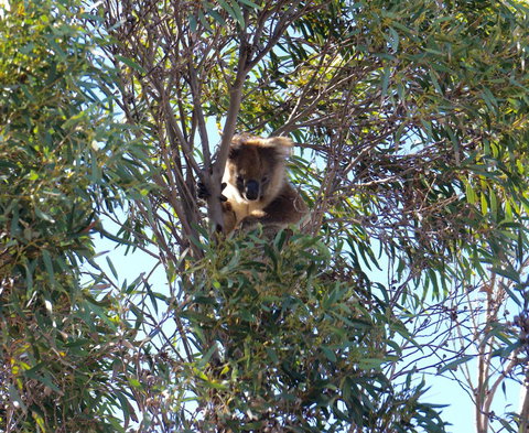 The Cape - New South Wales Tourism  5