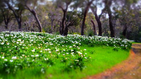 Chandlers Smiths Beach Villas - New South Wales Tourism  13