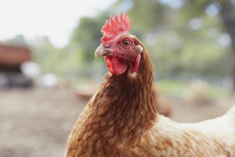 Eight Willows Retreat - New South Wales Tourism  33