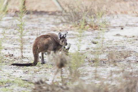 Eight Willows Retreat - New South Wales Tourism  32