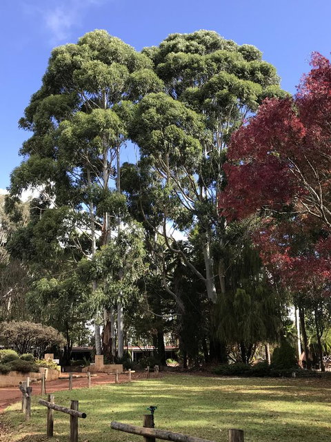 Forest Lodge Resort - New South Wales Tourism  15