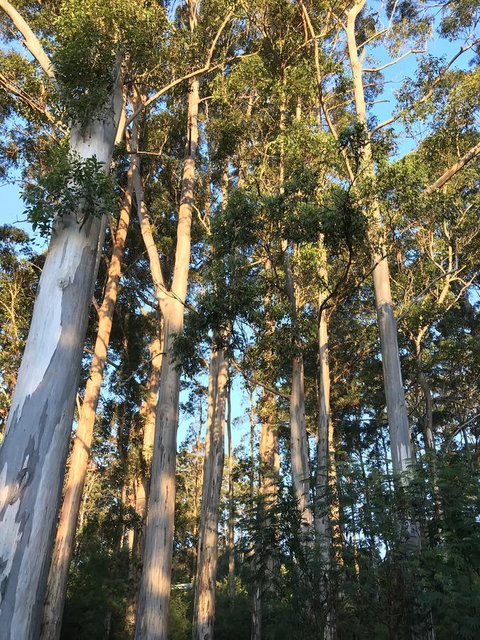 Forest Lodge Resort - New South Wales Tourism  37