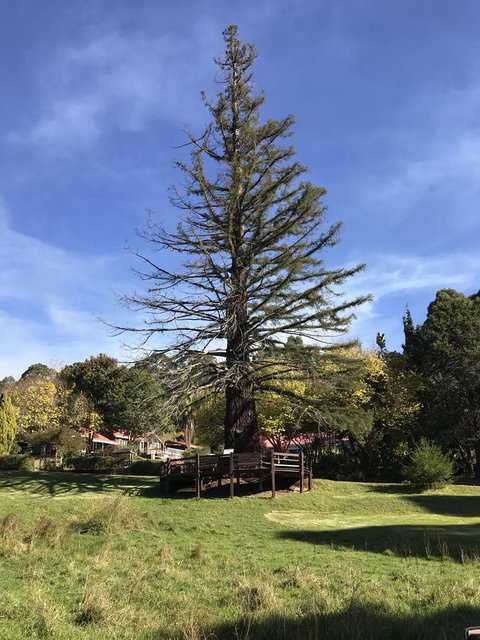 Forest Lodge Resort - New South Wales Tourism  38