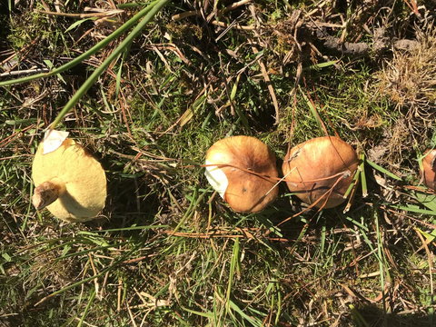 Forest Lodge Resort - New South Wales Tourism  34