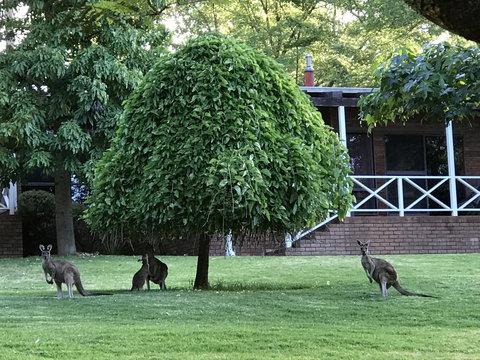 Forest Lodge Resort - New South Wales Tourism  1