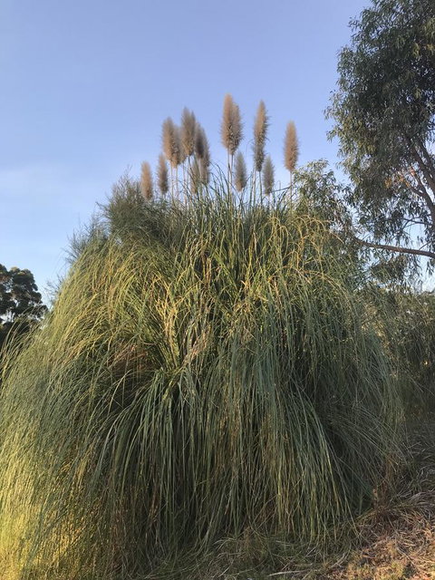 Forest Lodge Resort - New South Wales Tourism  19