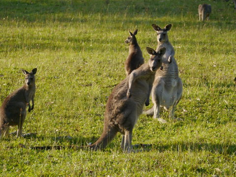 Dungowan Holiday Accommodation - New South Wales Tourism  27
