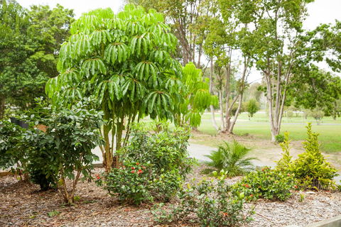 Kempsey Rose Motor Inn - New South Wales Tourism  42