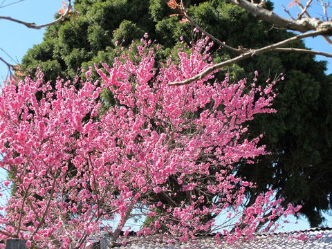Apple Tree Cottage - New South Wales Tourism  31