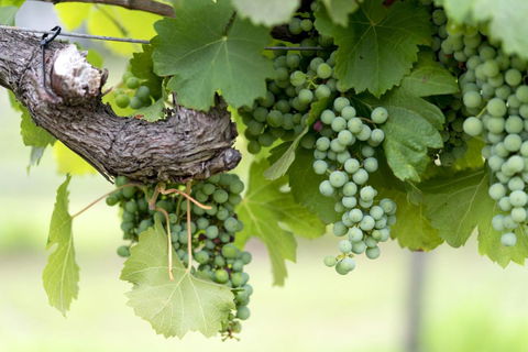 Thistle Hill Guesthouse - Walk To Many Wineries And Restaurants - New South Wales Tourism  44