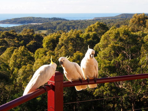 Bundle Hill Cottages - New South Wales Tourism  2