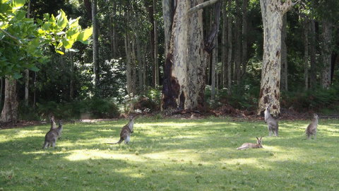 Bundle Hill Cottages - New South Wales Tourism  15