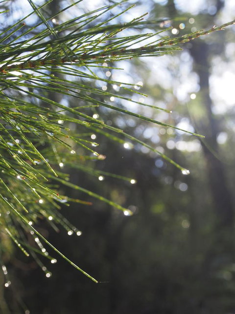 Bundle Hill Cottages - New South Wales Tourism  5