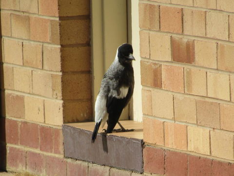 Allonville Gardens Motel - New South Wales Tourism  34