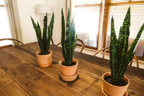 Morpeth Cottage - New South Wales Tourism  25