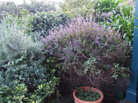 Bellevue Accommodation - New South Wales Tourism  24