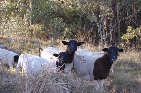 Cadair Cottages - New South Wales Tourism  15
