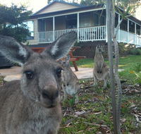 Bush  Bay Cottage - New South Wales Tourism 