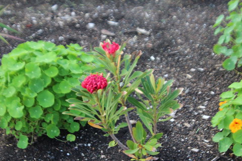Red Waratah - New South Wales Tourism  12