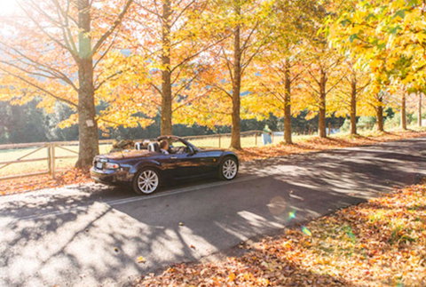 Red Waratah - New South Wales Tourism  16