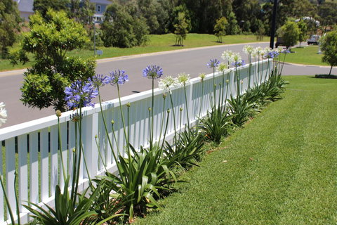 Red Waratah - New South Wales Tourism  2