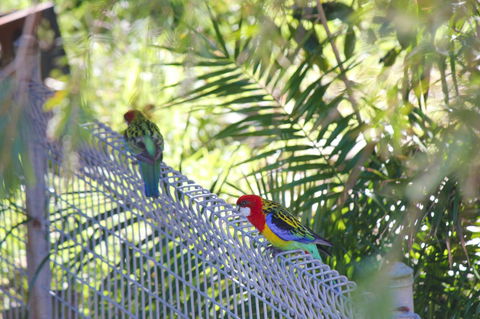 Marty's @ Little Beach - New South Wales Tourism  27