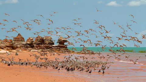 Broome Bird Observatory - New South Wales Tourism  1