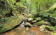 Cabbage Tree Farm - Seclusion And Tranquillity! - thumb 1