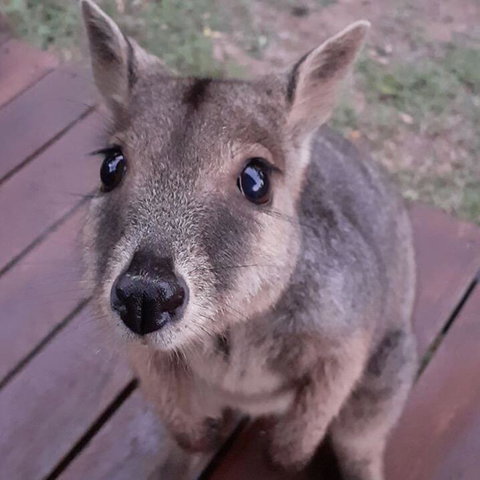 Camp Kanga - New South Wales Tourism  3