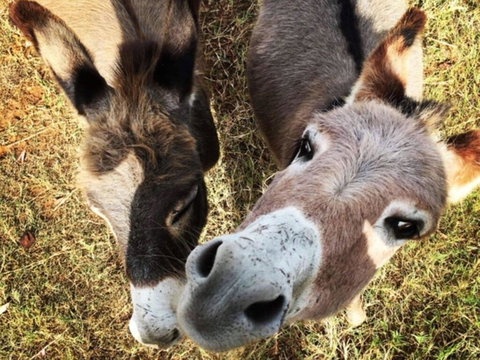 Capannone @ Mystery Hills - New South Wales Tourism  2