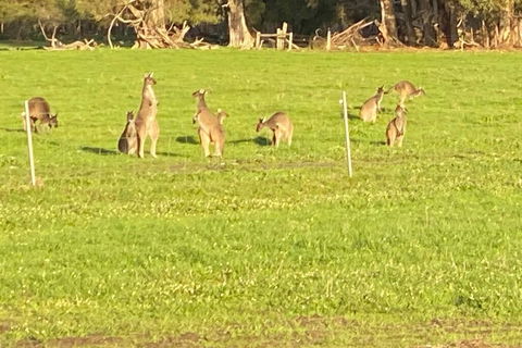 Carbunup Cottage - New South Wales Tourism  0