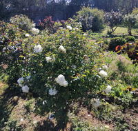 Carisbrook Country Retreat Motel - New South Wales Tourism 