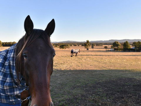 Clydesdale Cottage On Talga With Real Clydesdale Horses - New South Wales Tourism  0
