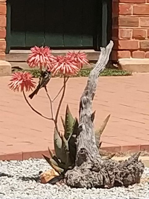 Courtyard Faversham House - New South Wales Tourism  1
