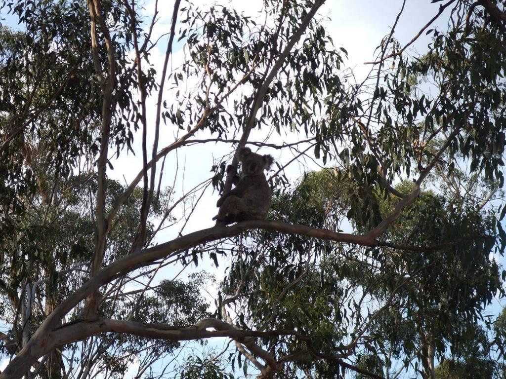 Goombungee QLD New South Wales Tourism 
