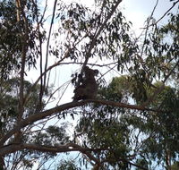 Escape to the Country - Enjoy the firepit or explore magical Bunya Mountains - New South Wales Tourism 