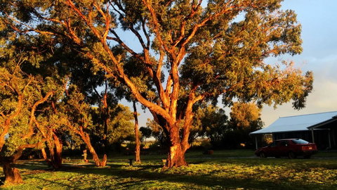 French Island Cottage - New South Wales Tourism  1