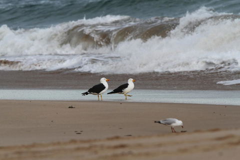 GALWAY COTTAGE - New South Wales Tourism  1