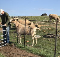 Gilgraves Vineyard Farmstay - New South Wales Tourism 