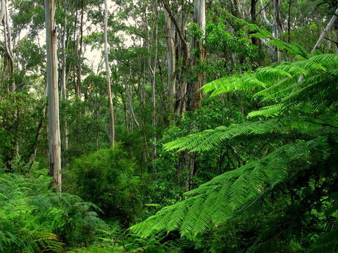 Glenaire Cottages - New South Wales Tourism  1