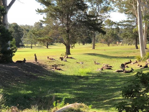 Golf View Motel - New South Wales Tourism  1