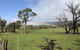 Grampians Old Man Emu Stay - thumb 2