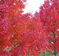 HEALESVILLE GETAWAY