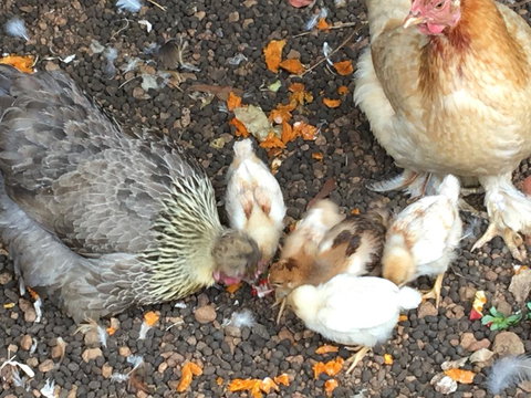 Jarrah Glen Cabins - New South Wales Tourism  3