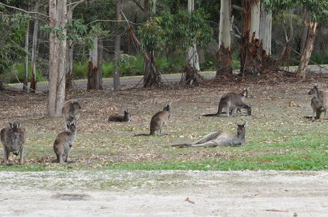 Karri Valley Chalets - New South Wales Tourism  1