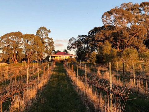Lillicur Vineyard B&B - New South Wales Tourism  0
