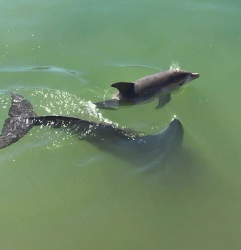 Mandurah Dolphin Escape - New South Wales Tourism  3