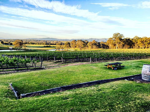 Molly Morgan Vineyard - New South Wales Tourism  1
