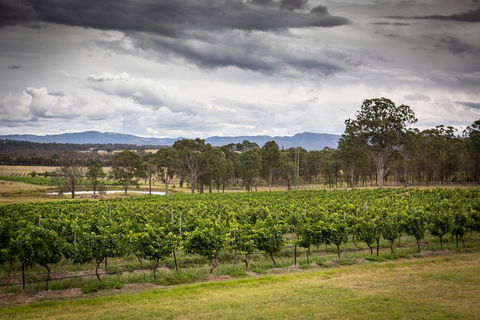 Molly Morgan Vineyard - New South Wales Tourism  2