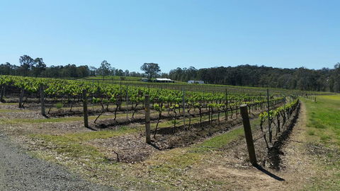 Molly Morgan Vineyard - New South Wales Tourism  3